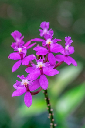 Picture of ORCHID-EPIDENDRUM