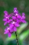 Picture of ORCHID-EPIDENDRUM