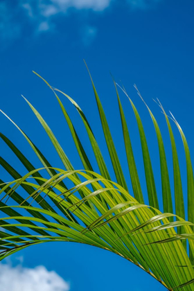 Picture of PALM FROND