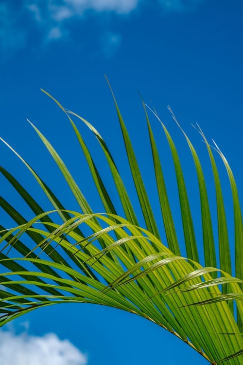 Picture of PALM FROND