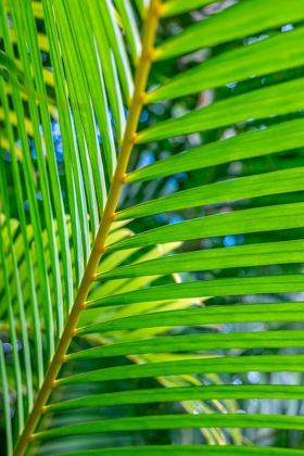 Picture of PALM FROND