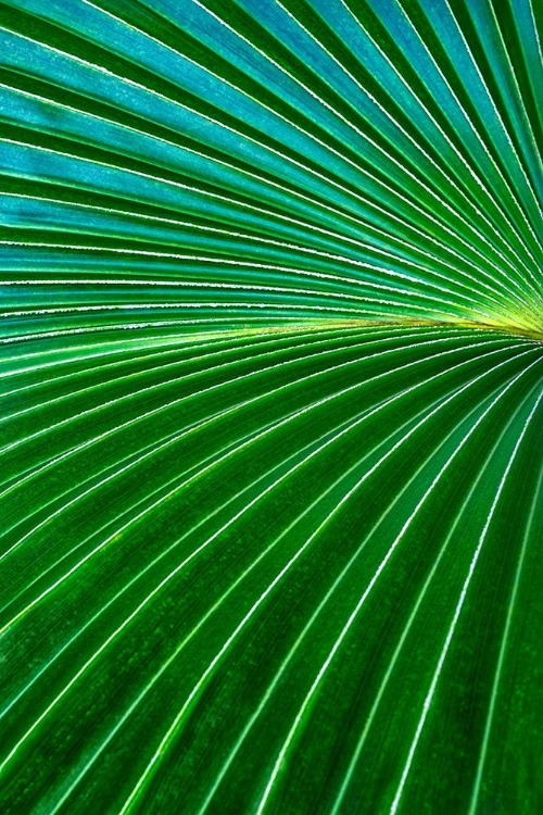 Picture of PALM FROND