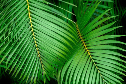 Picture of PALM FRONDS