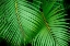 Picture of PALM FRONDS