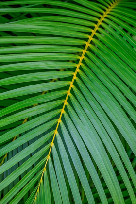 Picture of PALM FRONDS