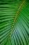Picture of PALM FRONDS