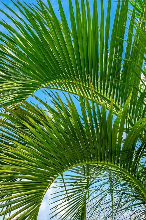 Picture of PALM FRONDS