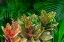 Picture of PALM FRONDS AND CROTON PLANTS