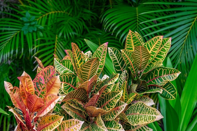 Picture of PALM FRONDS AND CROTON PLANTS