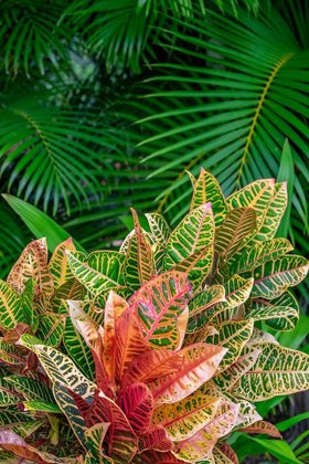 Picture of PALM FRONDS AND CROTON PLANTS