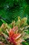 Picture of PALM FRONDS AND CROTON PLANTS