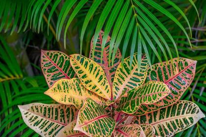 Picture of PALM FRONDS AND CROTON PLANTS