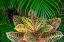 Picture of PALM FRONDS AND CROTON PLANTS