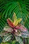 Picture of PALM FRONDS AND CROTON PLANTS