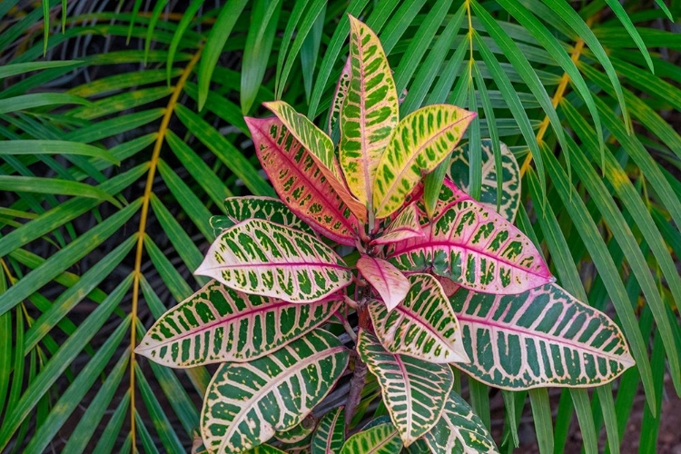 Picture of PALM FRONDS AND CROTON PLANTS