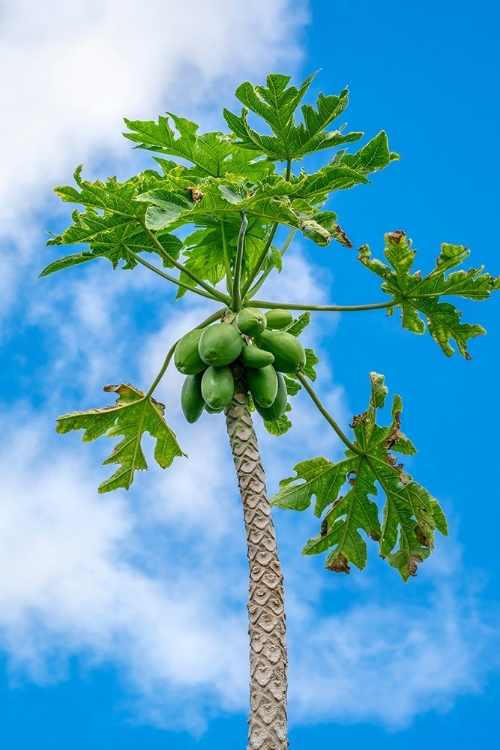 Picture of PAPAYA TREE