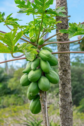 Picture of PAPAYA TREE