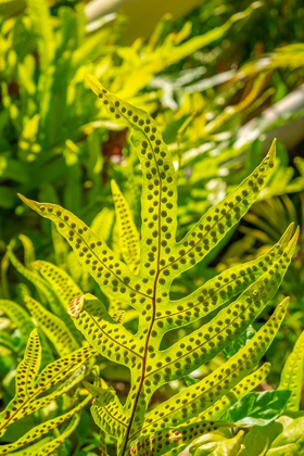 Picture of PHYMATOSORUS GROSSUS-MUSK FERN