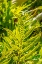 Picture of PHYMATOSORUS GROSSUS-MUSK FERN