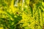Picture of PHYMATOSORUS GROSSUS-MUSK FERN