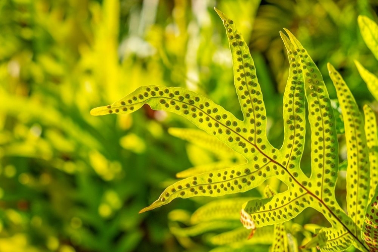 Picture of PHYMATOSORUS GROSSUS-MUSK FERN