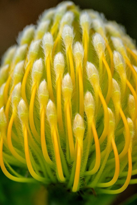 Picture of PINCUSHION FLOWER