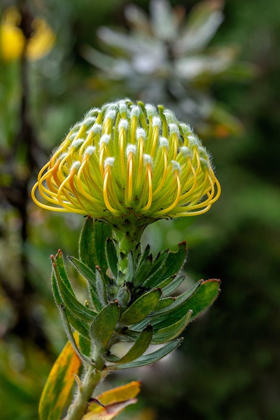 Picture of PINCUSHION FLOWER