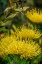 Picture of PINCUSHION FLOWER