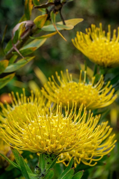 Picture of PINCUSHION FLOWER