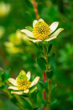 Picture of PINCUSHION FLOWER