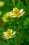 Picture of PINCUSHION FLOWER