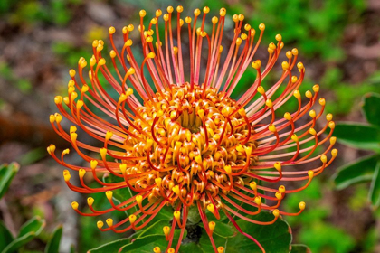 Picture of PINCUSHION FLOWER