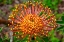Picture of PINCUSHION FLOWER