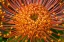 Picture of PINCUSHION FLOWER