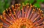 Picture of PINCUSHION FLOWER