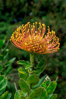 Picture of PINCUSHION FLOWER