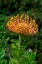 Picture of PINCUSHION FLOWER