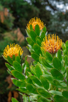 Picture of PINCUSHION FLOWER