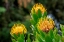 Picture of PINCUSHION FLOWER