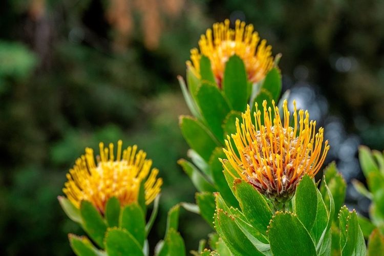 Picture of PINCUSHION FLOWER