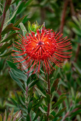 Picture of PINCUSHION FLOWER