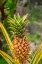 Picture of PINEAPPLE PLANT