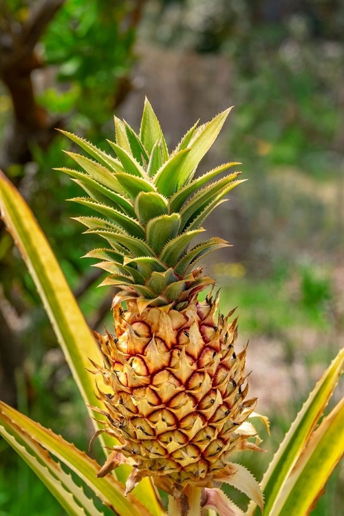 Picture of PINEAPPLE PLANT