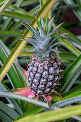 Picture of PINEAPPLE PLANT