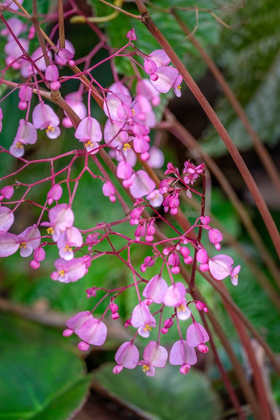 Picture of PINK BEGONIA