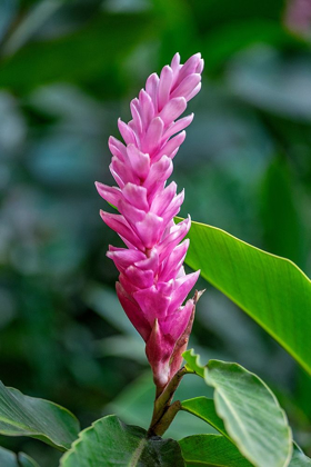 Picture of PINK CONE GINGER