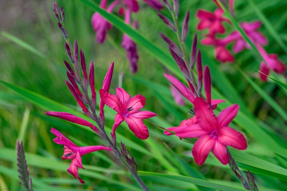 Picture of PINK GLADIOLUS