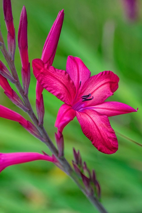 Picture of PINK GLADIOLUS