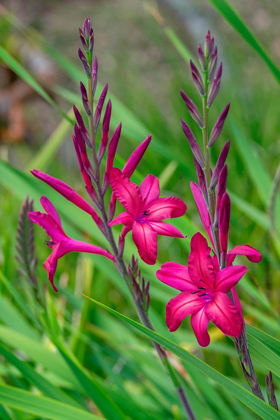 Picture of PINK GLADIOLUS