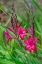 Picture of PINK GLADIOLUS
